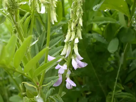 View photo 2 of Goatsrue