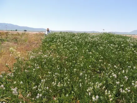 View photo 3 of Goatsrue