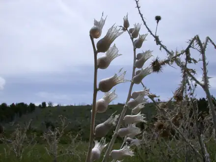 View photo 3 of Black Henbane