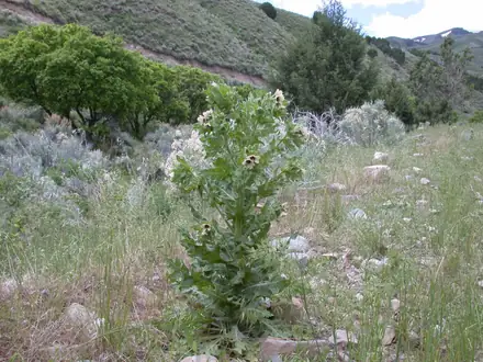 View photo 2 of Black Henbane