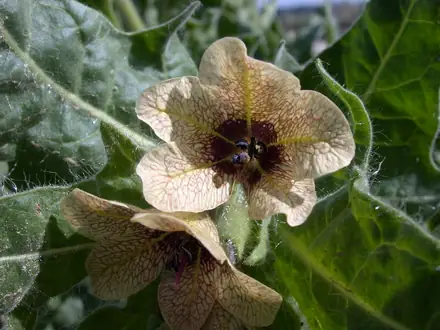 Black Henbane - Class 2