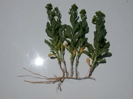 View photo 3 of Hoary Cress