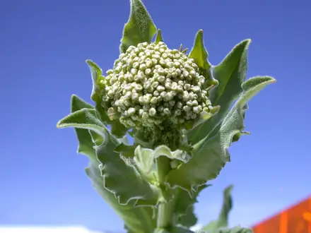 Hoary Cress - Class 3