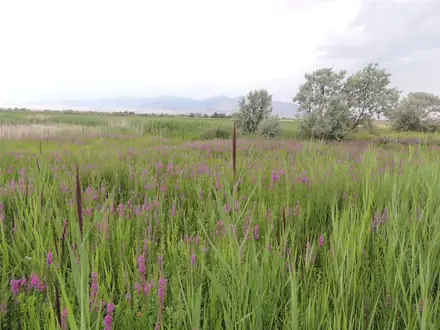 View photo 2 of Purple Loosestrife