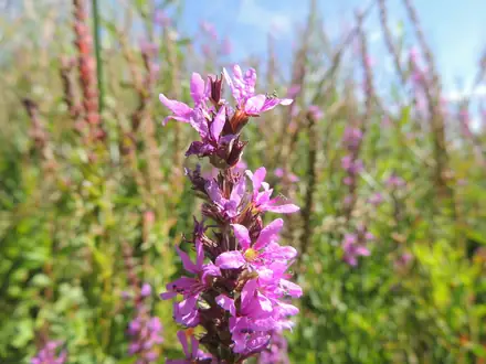 Purple Loosestrife - Class 2