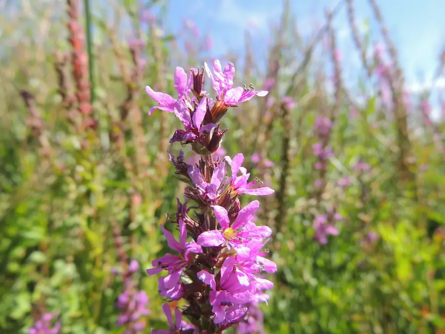 J Caldwell Loosestrife 5