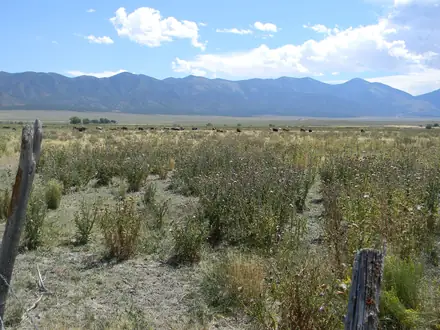 View photo 3 of Musk Thistle
