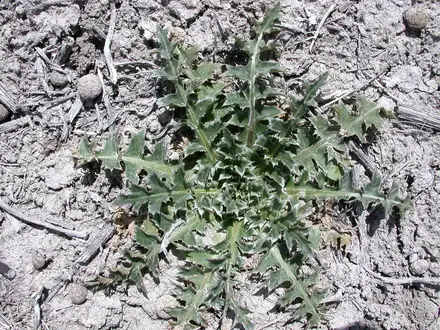 View photo 2 of Musk Thistle