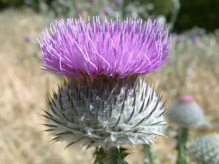 Scotch Thistle - Class 3