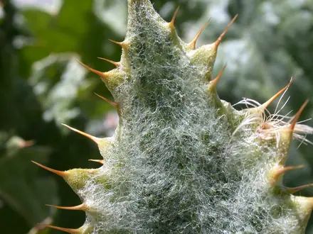 View photo 2 of Scotch Thistle