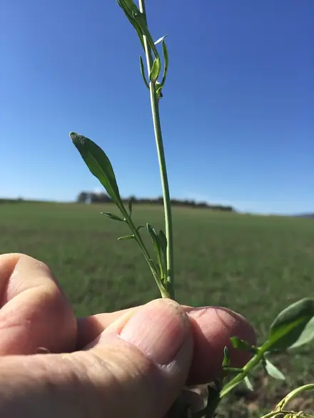 View photo 3 of Cutleaf Vipergrass