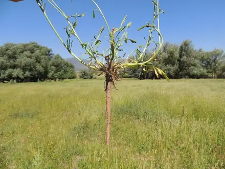 View photo 4 of Cutleaf Vipergrass