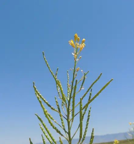 Elongated Mustard - 1B