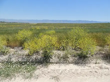 View photo 3 of Elongated Mustard