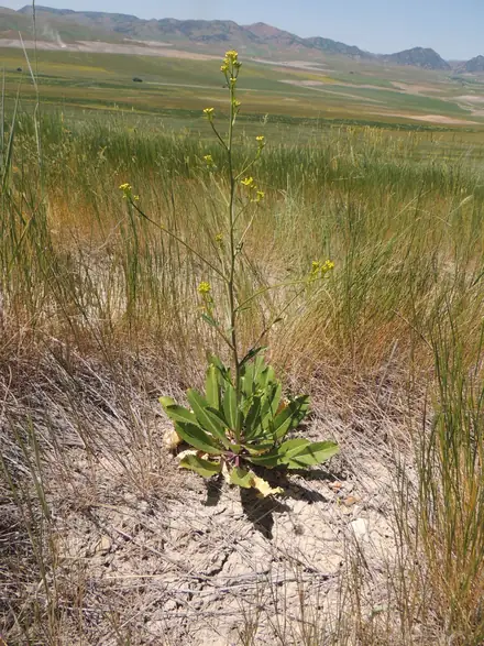 View photo 2 of Elongated Mustard