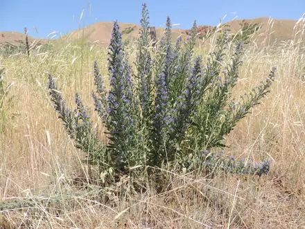 View photo 3 of Vipers bugloss