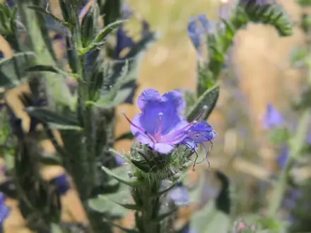 Vipers bugloss - 1B