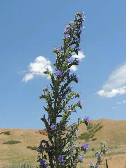 View photo 2 of Vipers bugloss