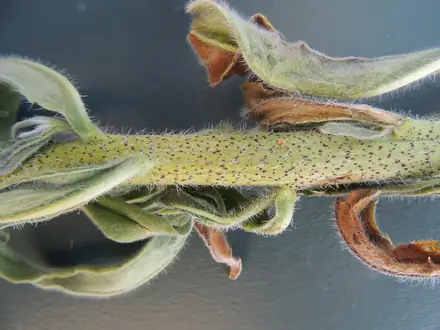 View photo 4 of Vipers bugloss