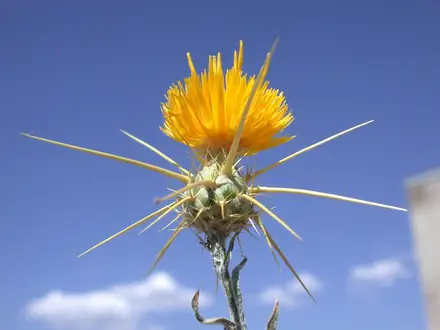 Yellow Starthistle - Class 2