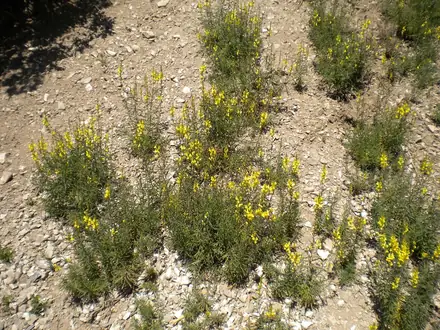 View photo 2 of Yellow Toadflax