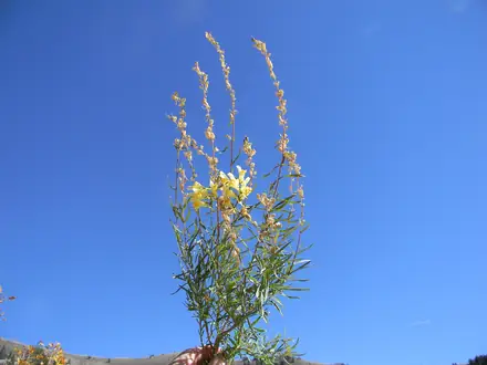 View photo 3 of Yellow Toadflax