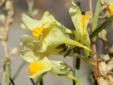 Yellow Toadflax - Class 2