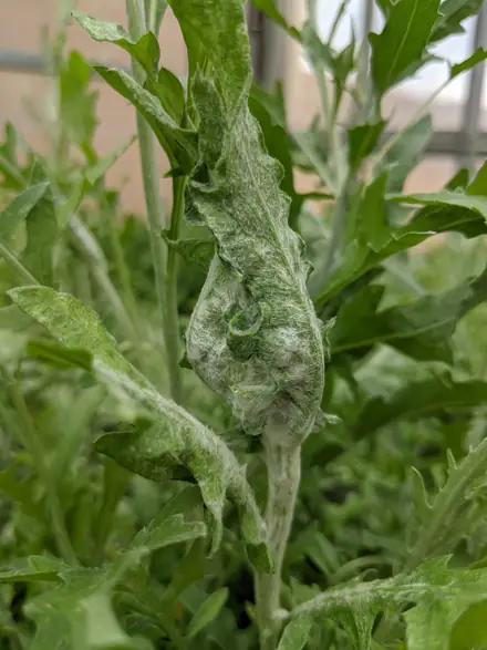 View photo 2 of Jaapiella invannikovi