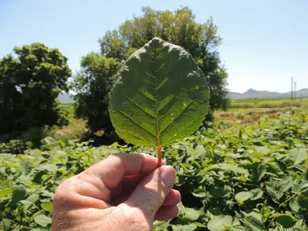 View photo 2 of Japanese Knotweed