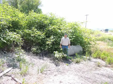 View photo 3 of Japanese Knotweed