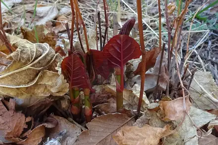 Japanese Knotweed - 1B