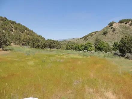 View photo 2 of Jointed Goatgrass