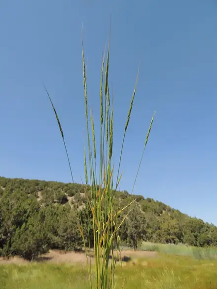 Jointed Goatgrass - Class 3