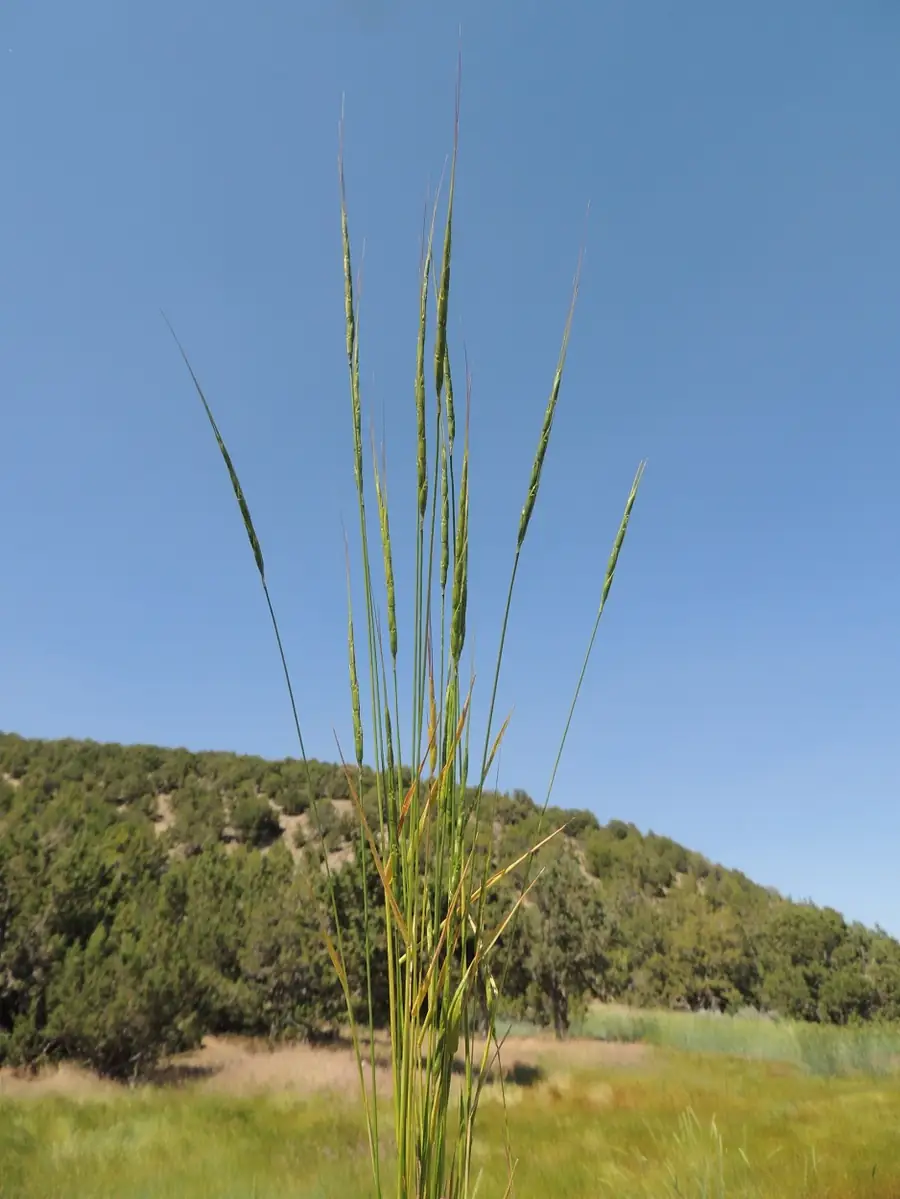 Jointed Goatgrass1