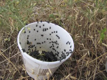 View photo 3 of Larinus minutus