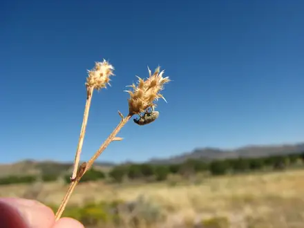 Larinus minutus - Biocontrol