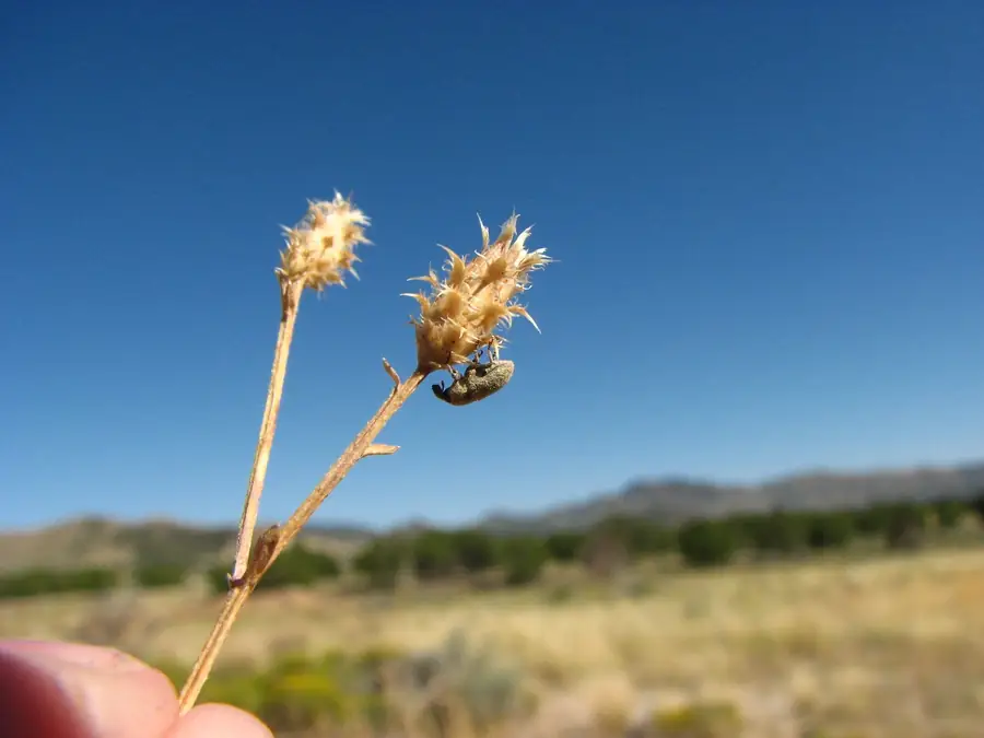 LarinusMinutus