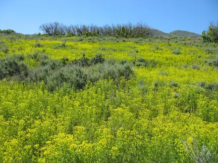 View photo 3 of Leafy Spurge