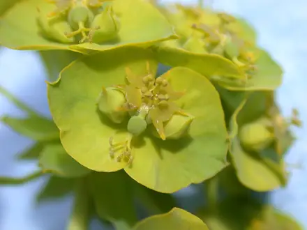 Leafy Spurge - Class 2