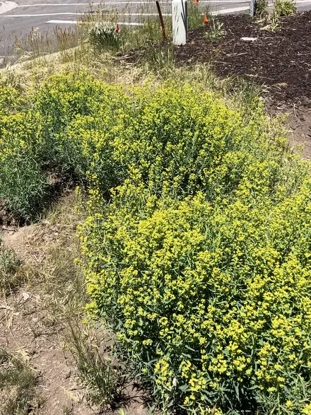 View photo 4 of Leafy Spurge