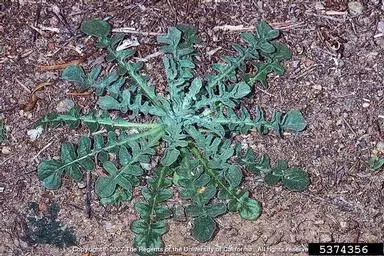 View photo 2 of Malta Starthistle