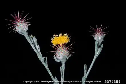Malta Starthistle - 1A