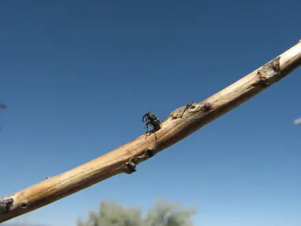 Mecinus janthiniformis - Biocontrol