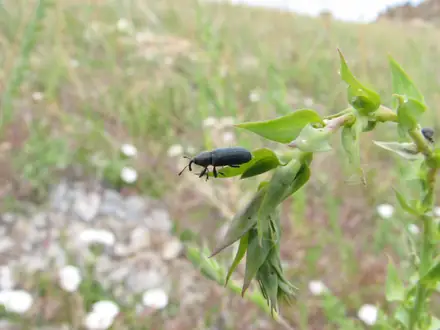 View photo 3 of Mecinus janthiniformis