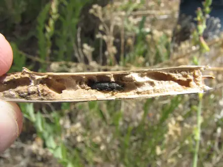 View photo 2 of Mecinus janthiniformis