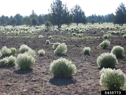 View photo 2 of Mediterranean Sage