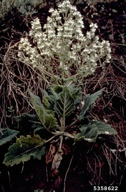 Mediterranean Sage - 1A