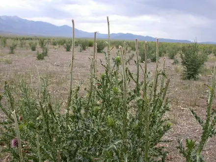 View photo 4 of Musk Thistle