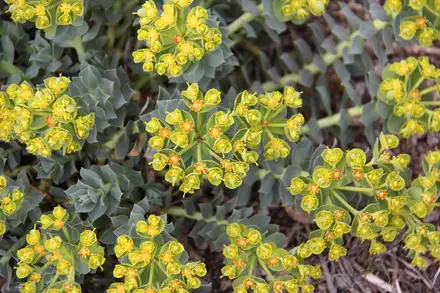 Myrtle Spurge - Class 4