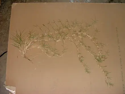 View photo 2 of Bermudagrass